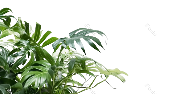 叶子图片,装饰元素,清新PNG,摄影免抠素材